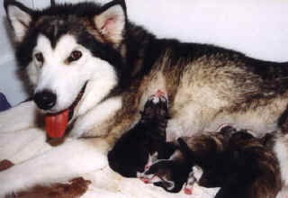 Happy Mom  Star with her nursing puppies